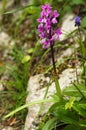 Wild Early purple orchid plant Ã¢â¬â Orchis mascula